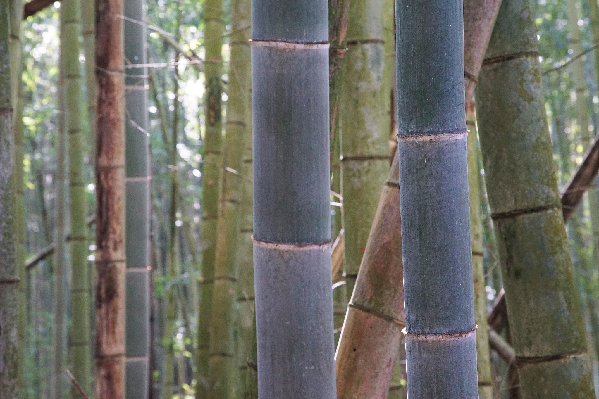 bamboo forest