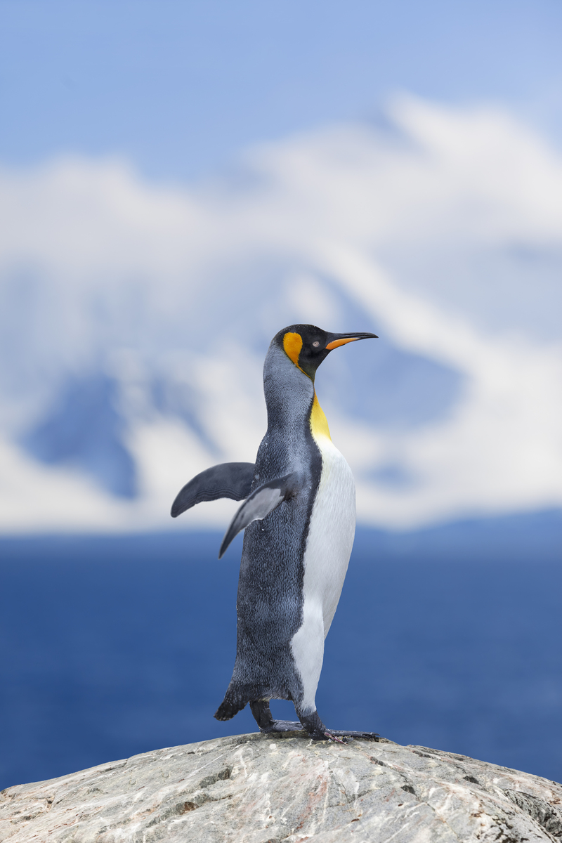 南极洲88号手游：开启你的极地冒险之旅！