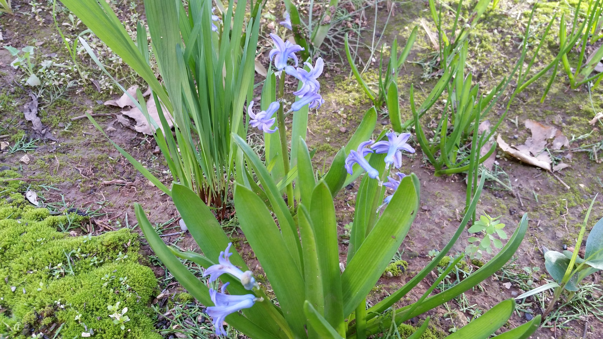 the beautiful hyacinth flower in garden