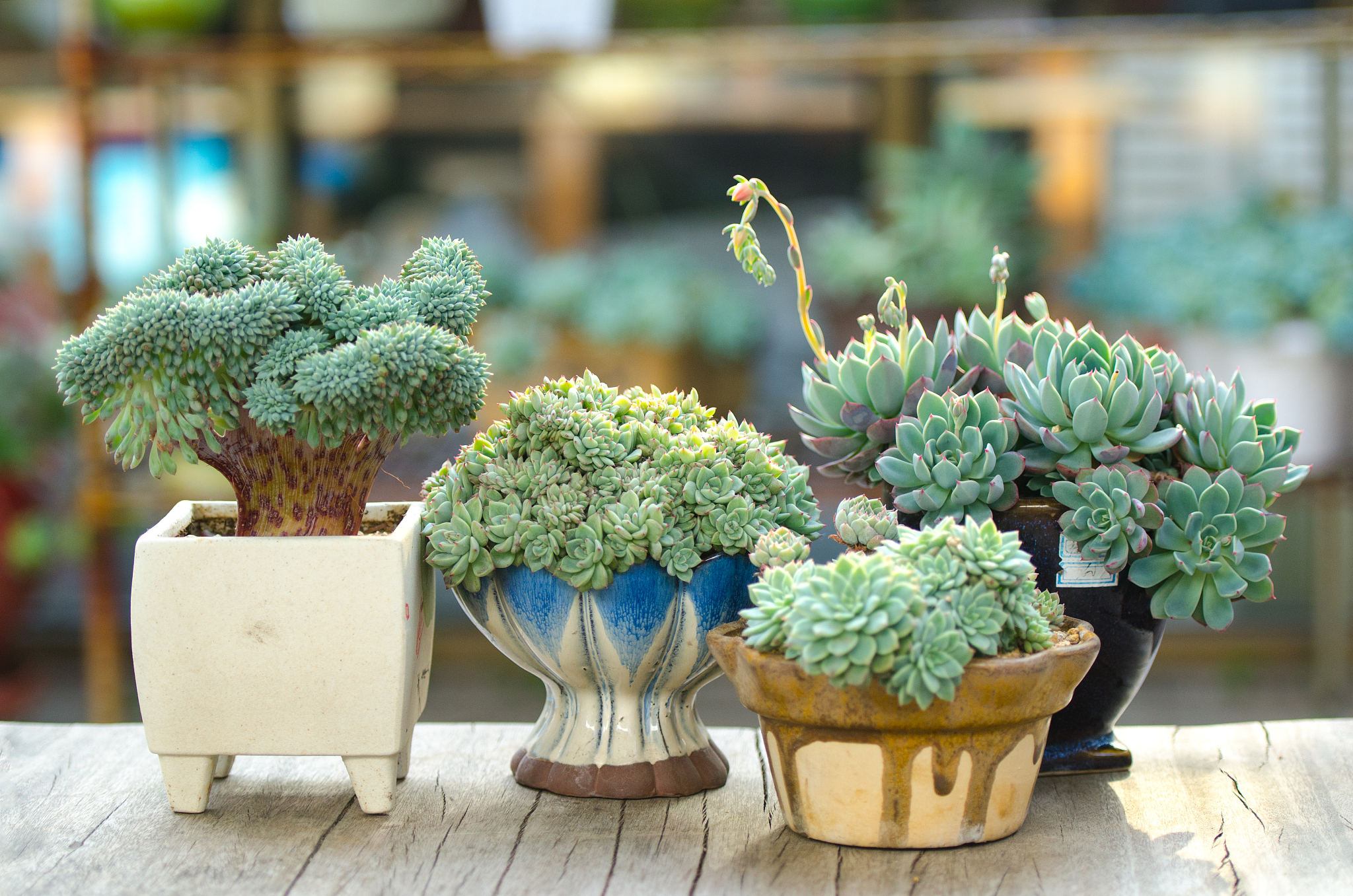 阳台多肉开花，如何处理？ - 详细指南