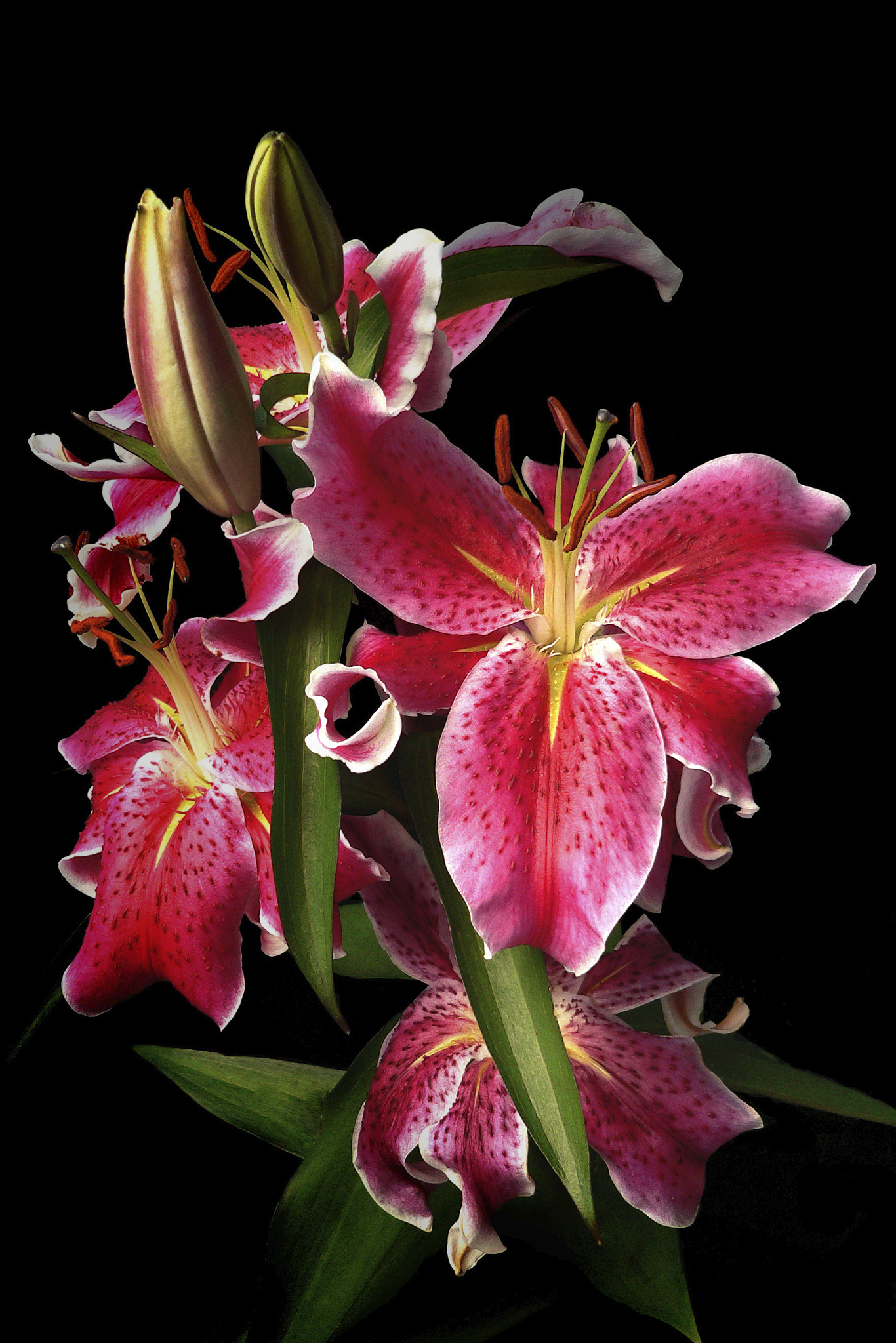 imperial lily 2