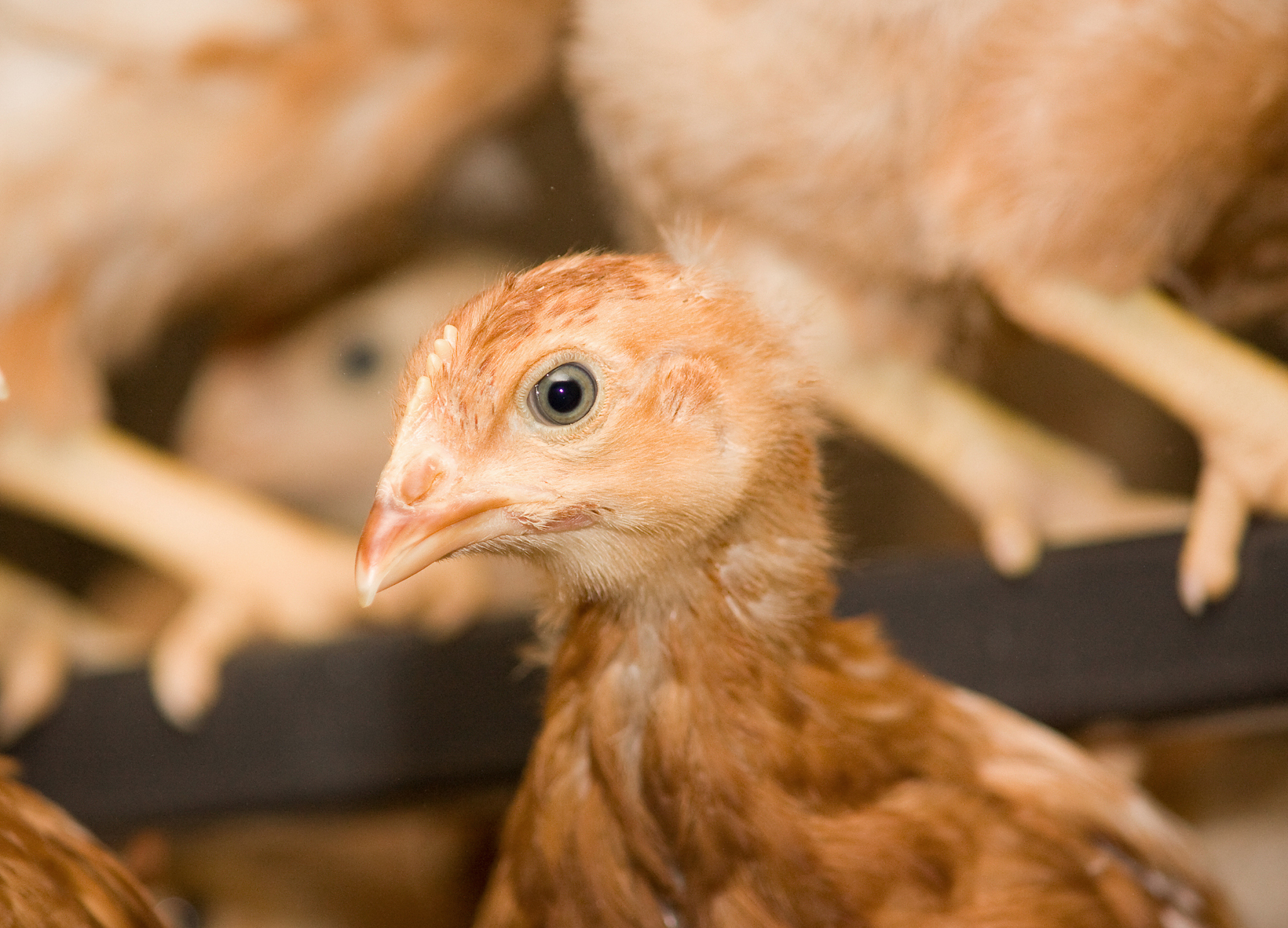 为什么鸡是鸡？ - 科学分类揭秘