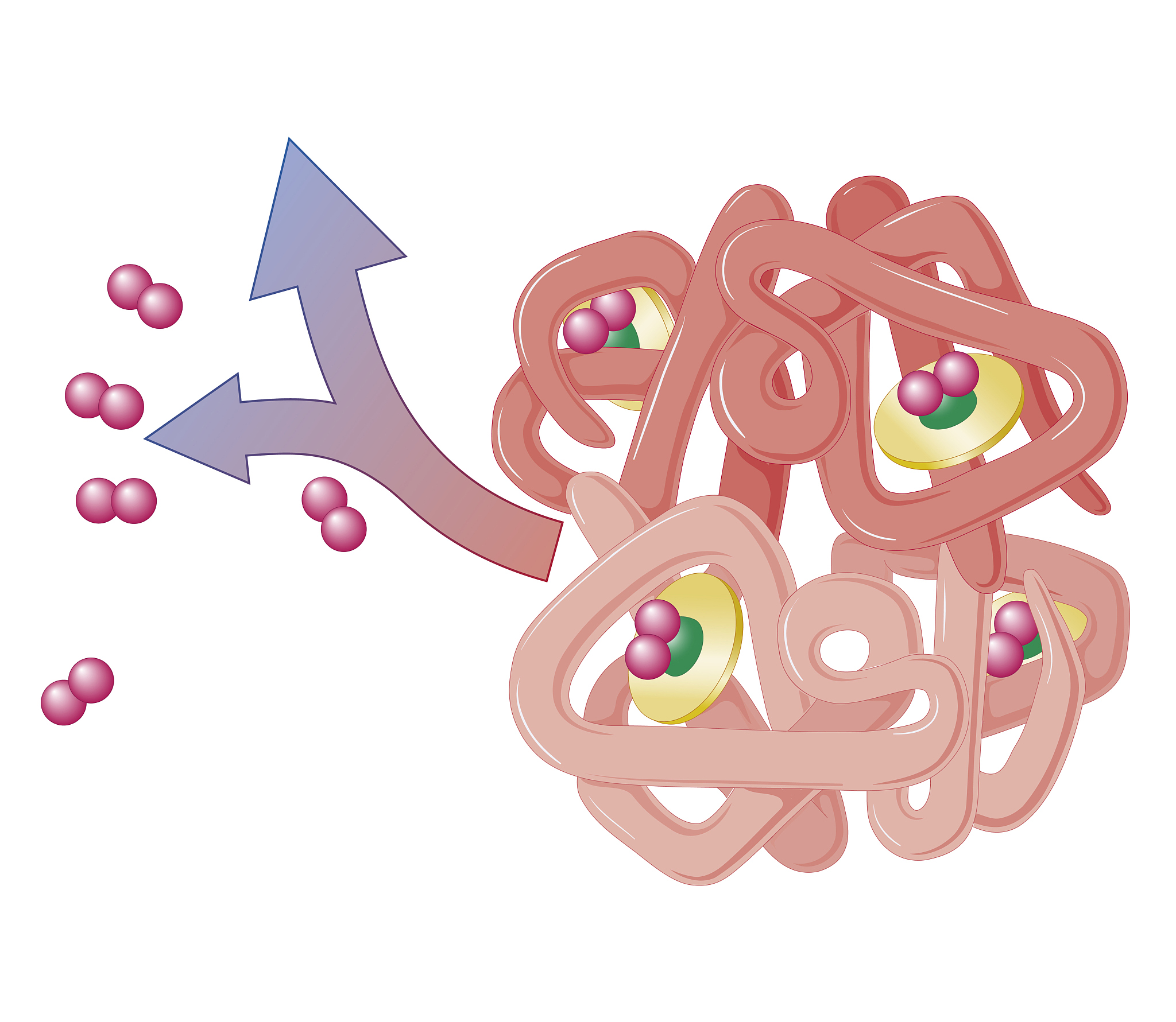 氧离曲线右移:意义、原因和影响 氧离曲线右移:意义、原因和影响