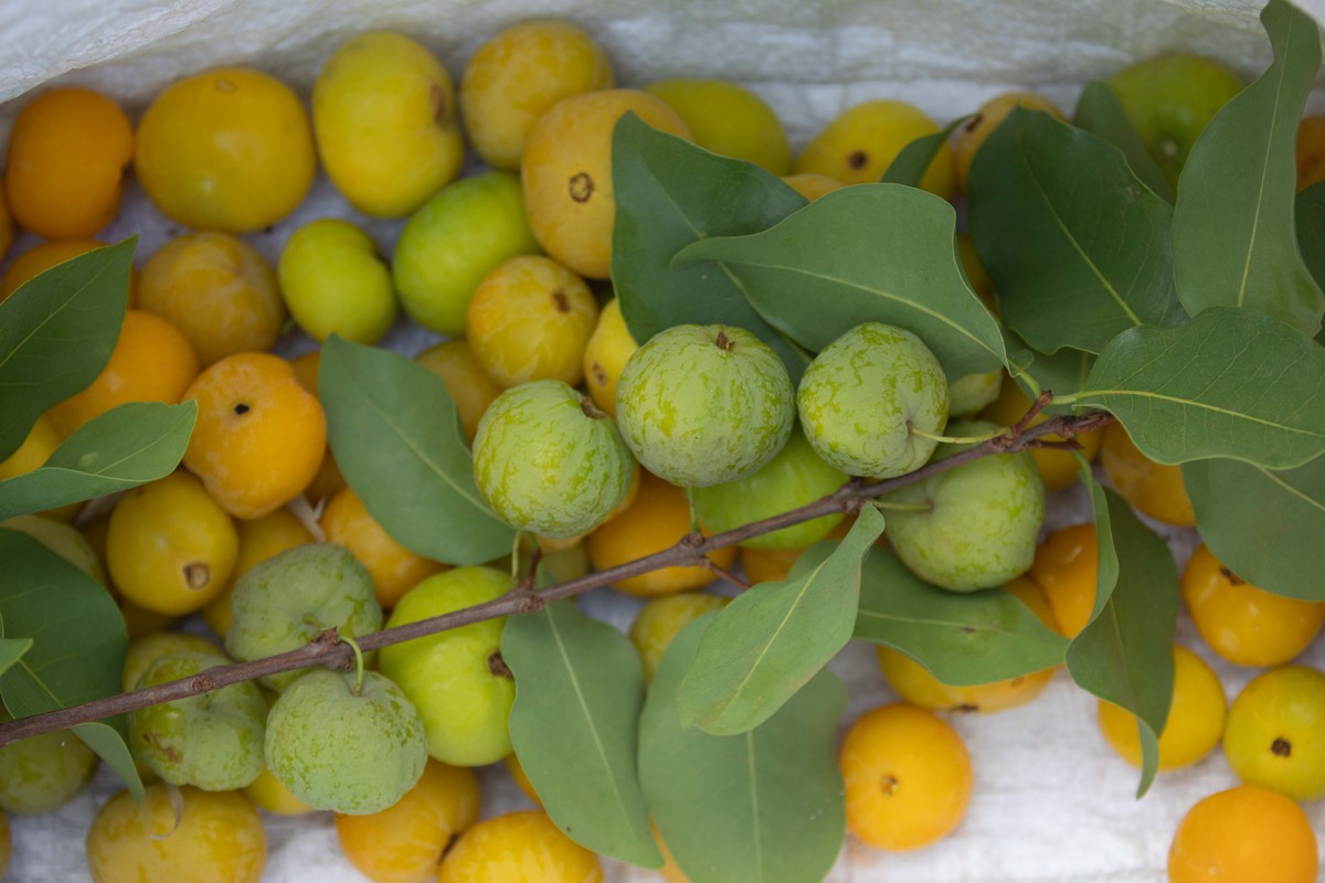 随便果具有哪些疗效