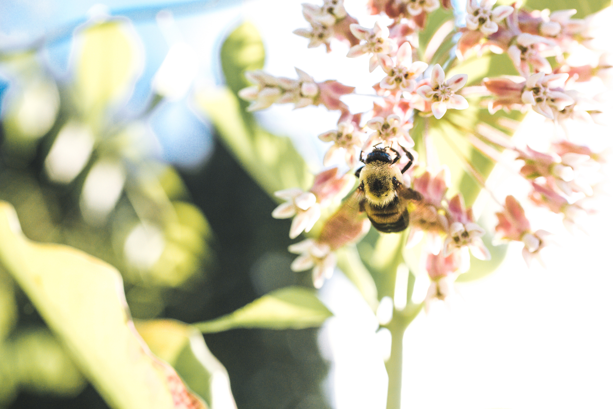 妈妈，我们家的‘蜜蜂女王’
