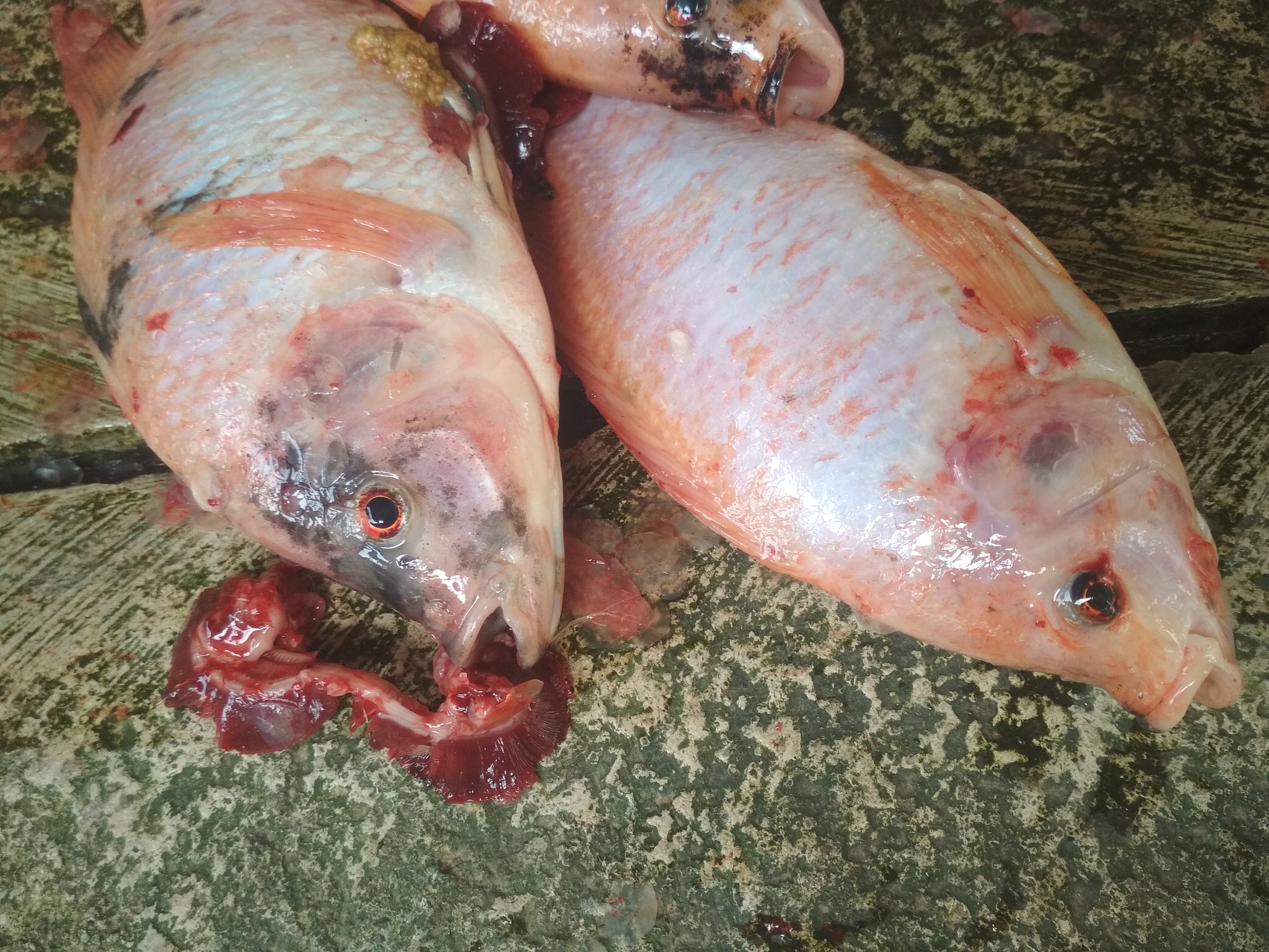 鱼脾脏形状、位置及颜色解析 - 详细介绍