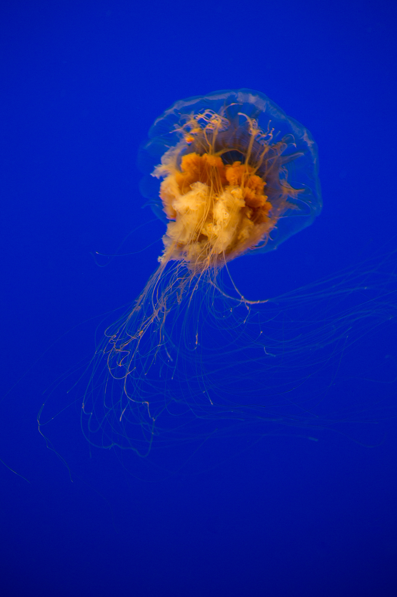 cyanea capillata - lion's mane jellyfish