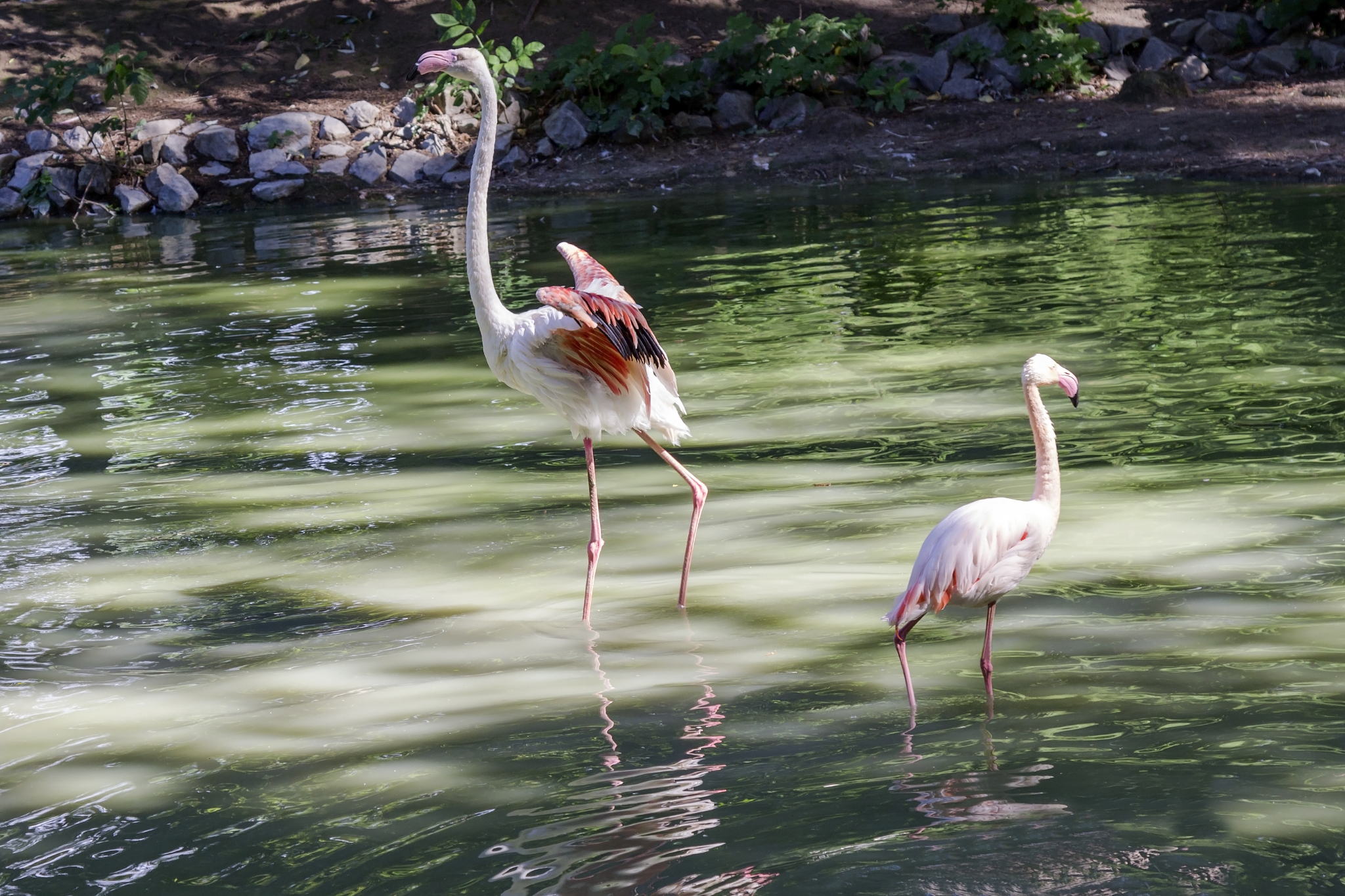 水源对鸟类多样性的影响：距离、密度和降水量