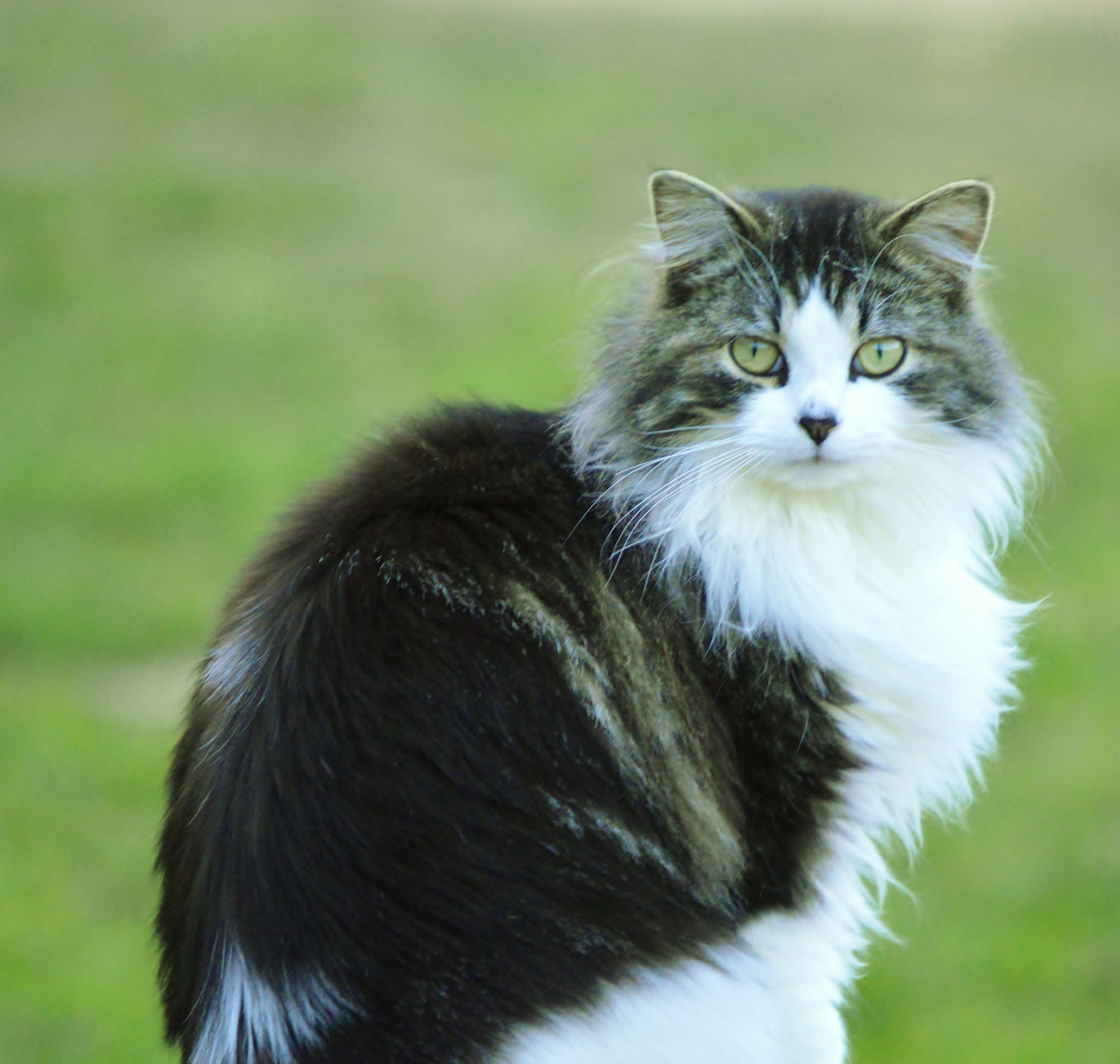 德文卷毛猫独特天线毛发：了解它们的遗传特征
