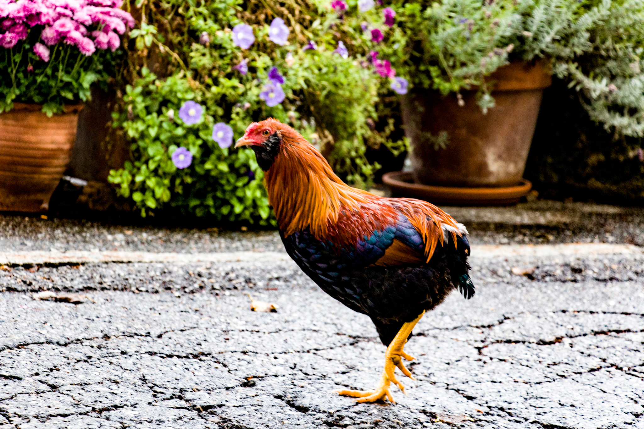 chicken bird on footpath