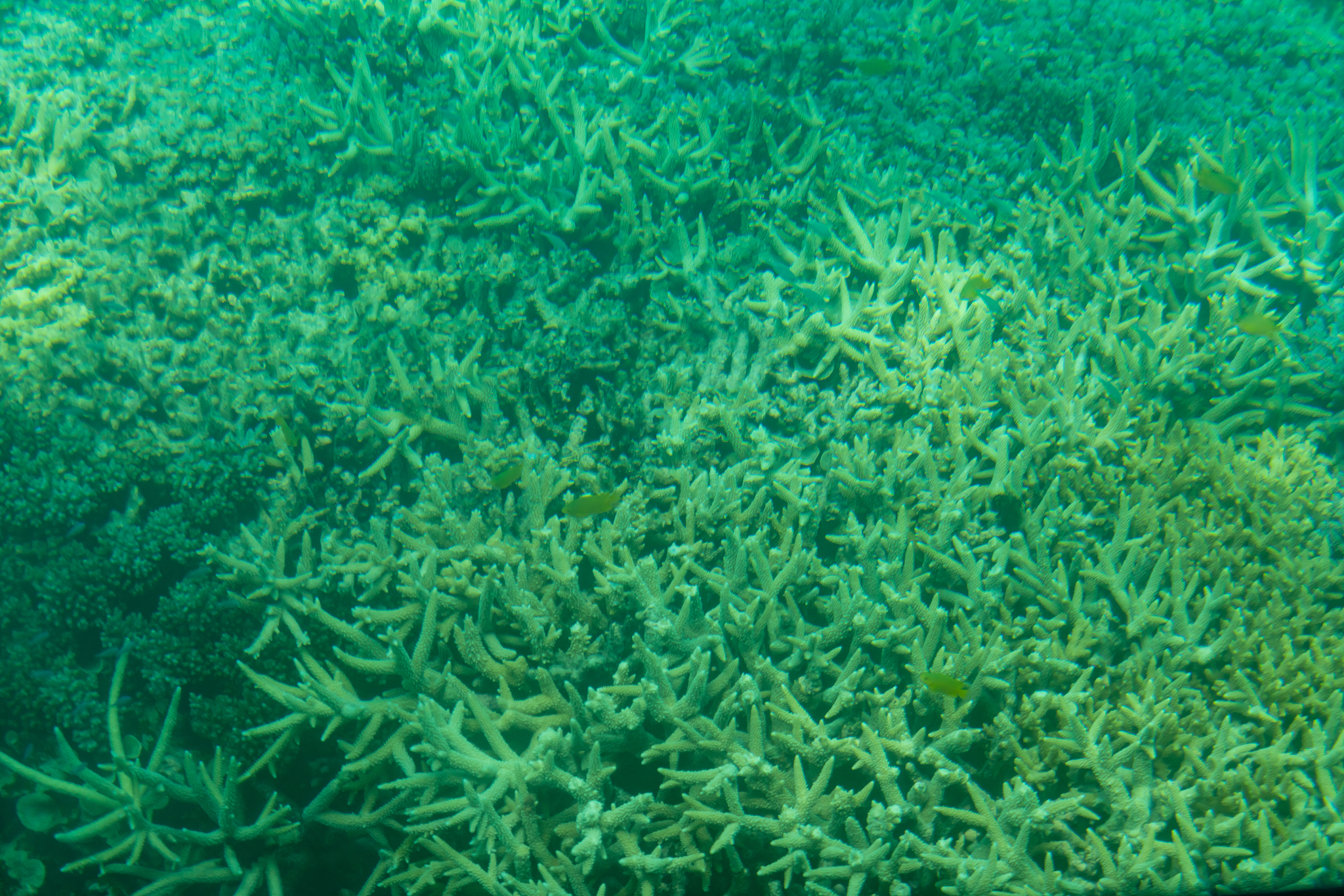 underwater world of great barrier reef with corals and tropical 