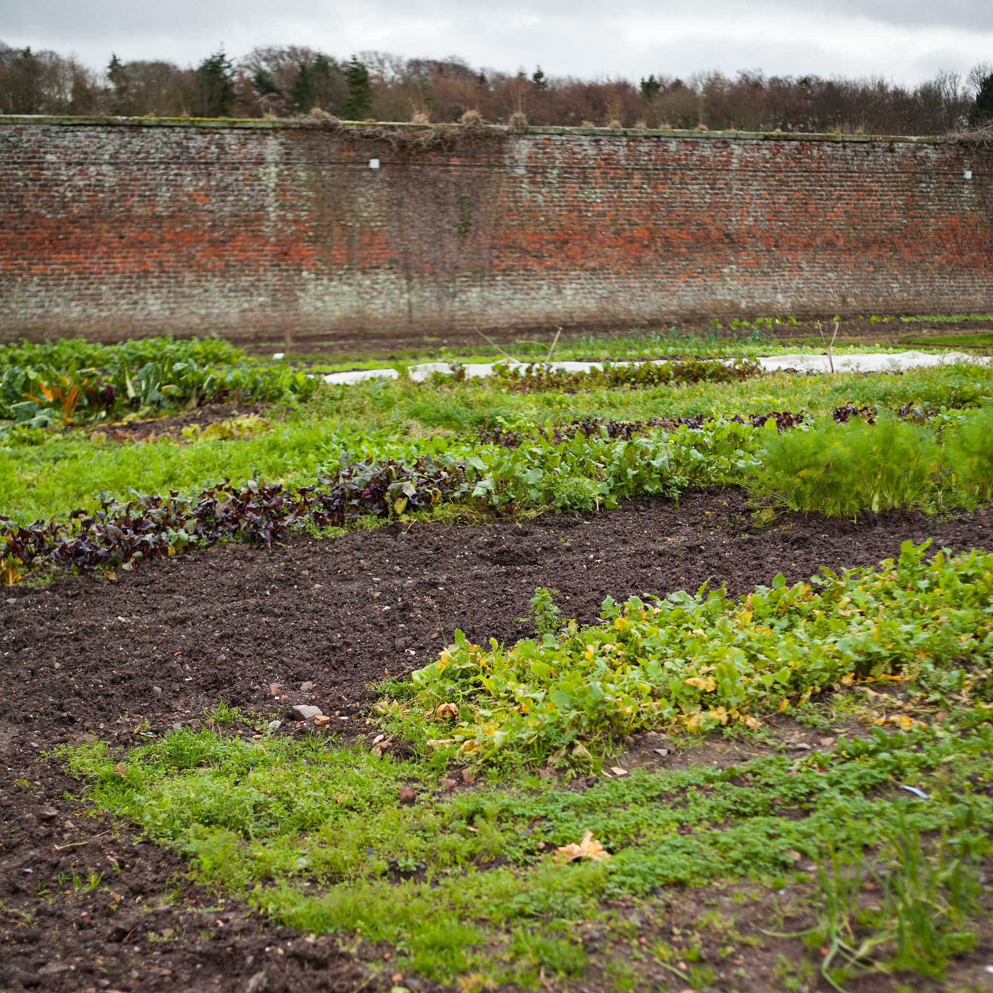 Dense Planting for Maize Yield: Challenges and Considerations