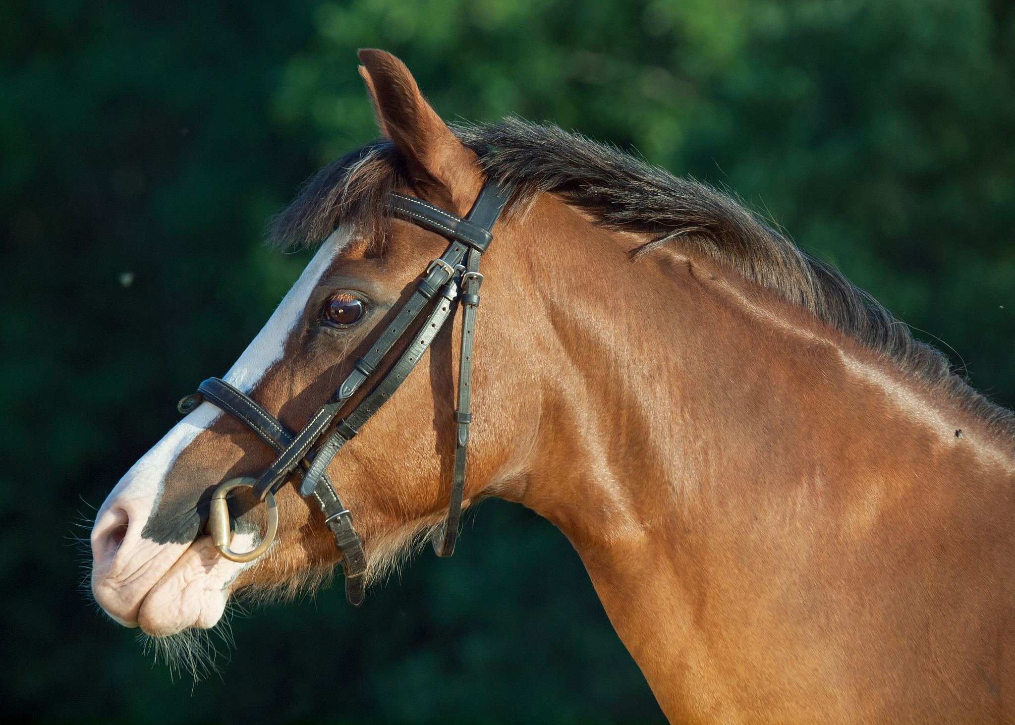 portrait of beautiful welsh pony mare