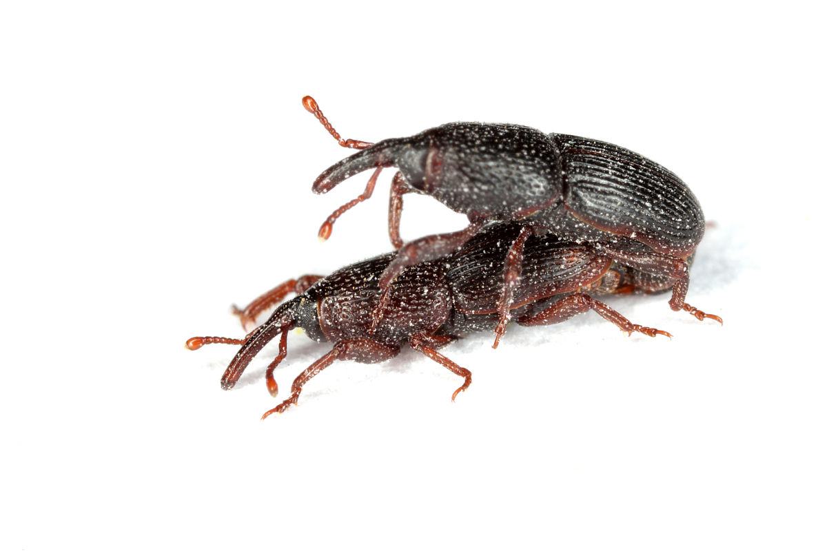 比较优势杂交育种与常规杂交育种的相同点和不同点