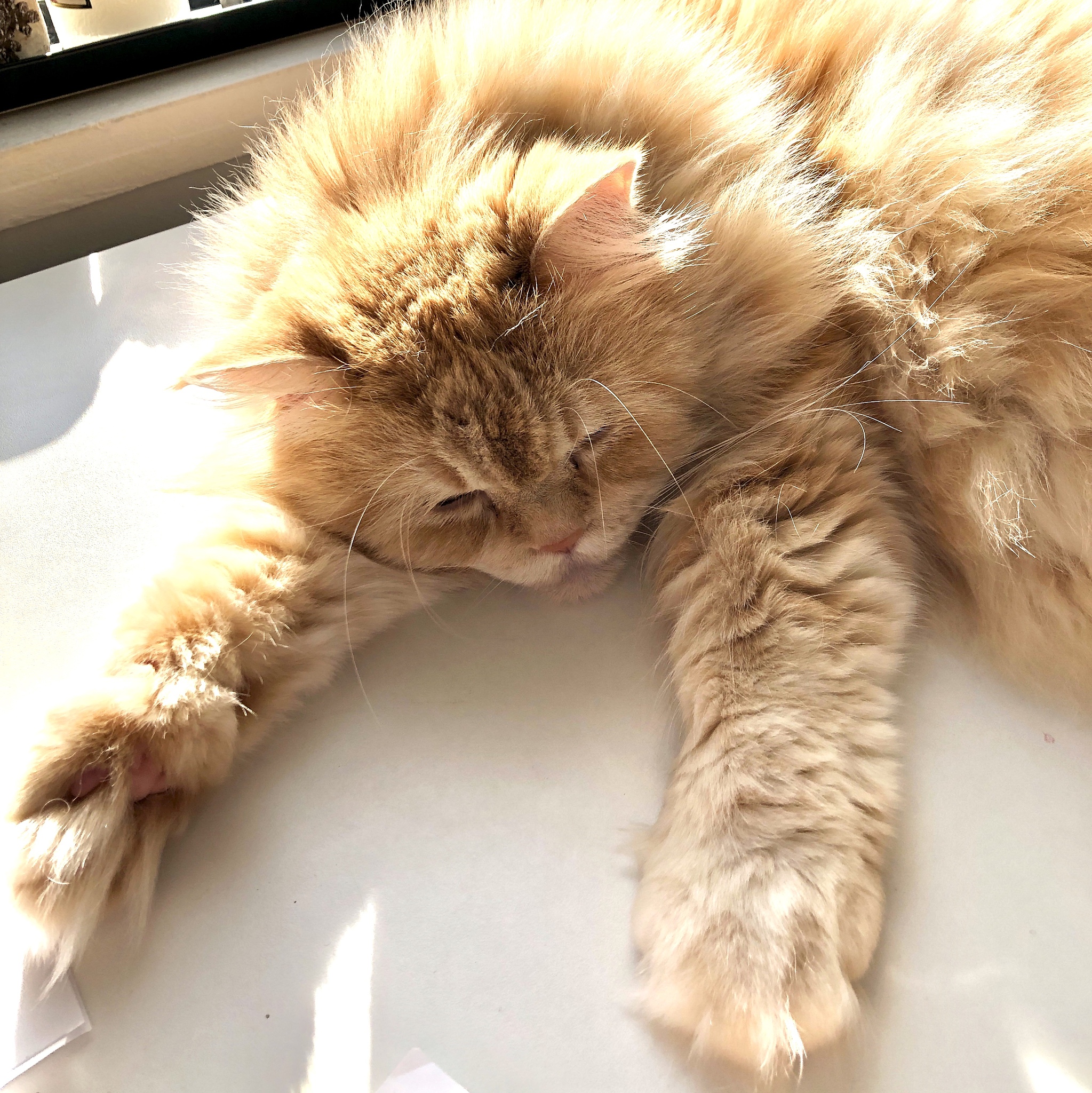 猫中署了怎么办