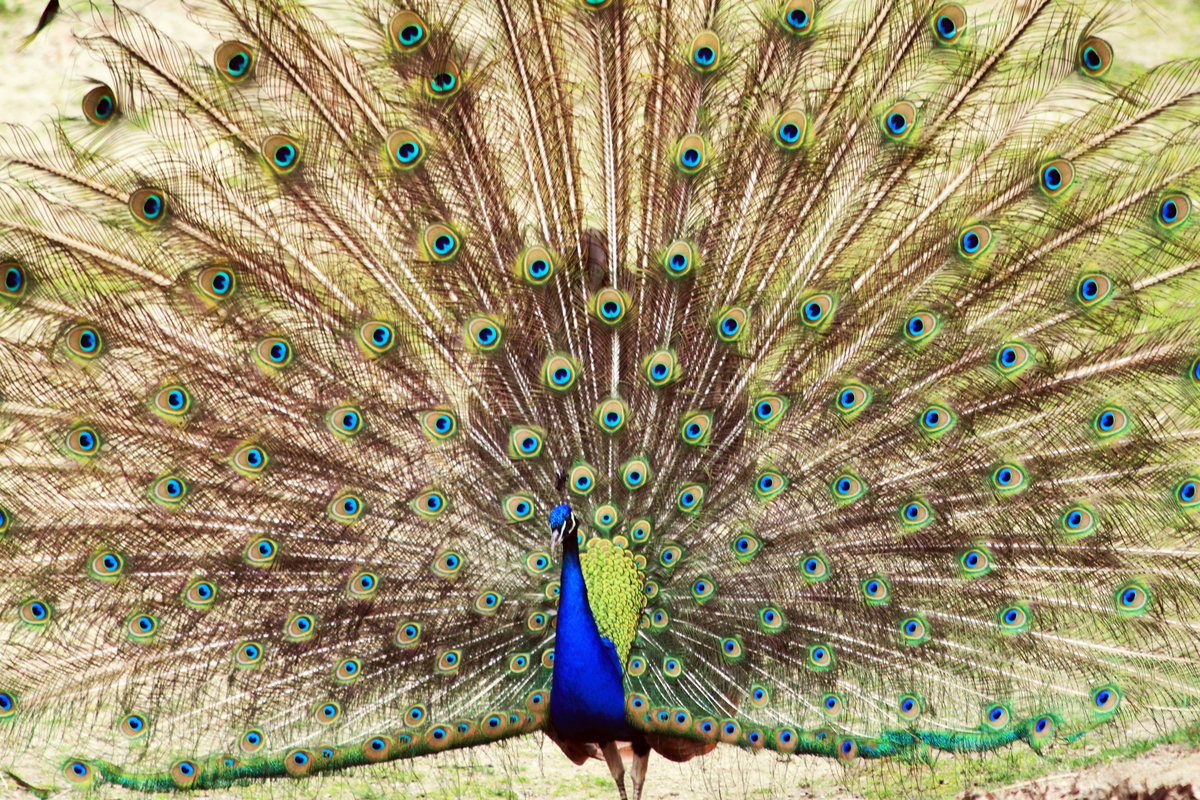 孔雀名字大全：4字10个好听的名字