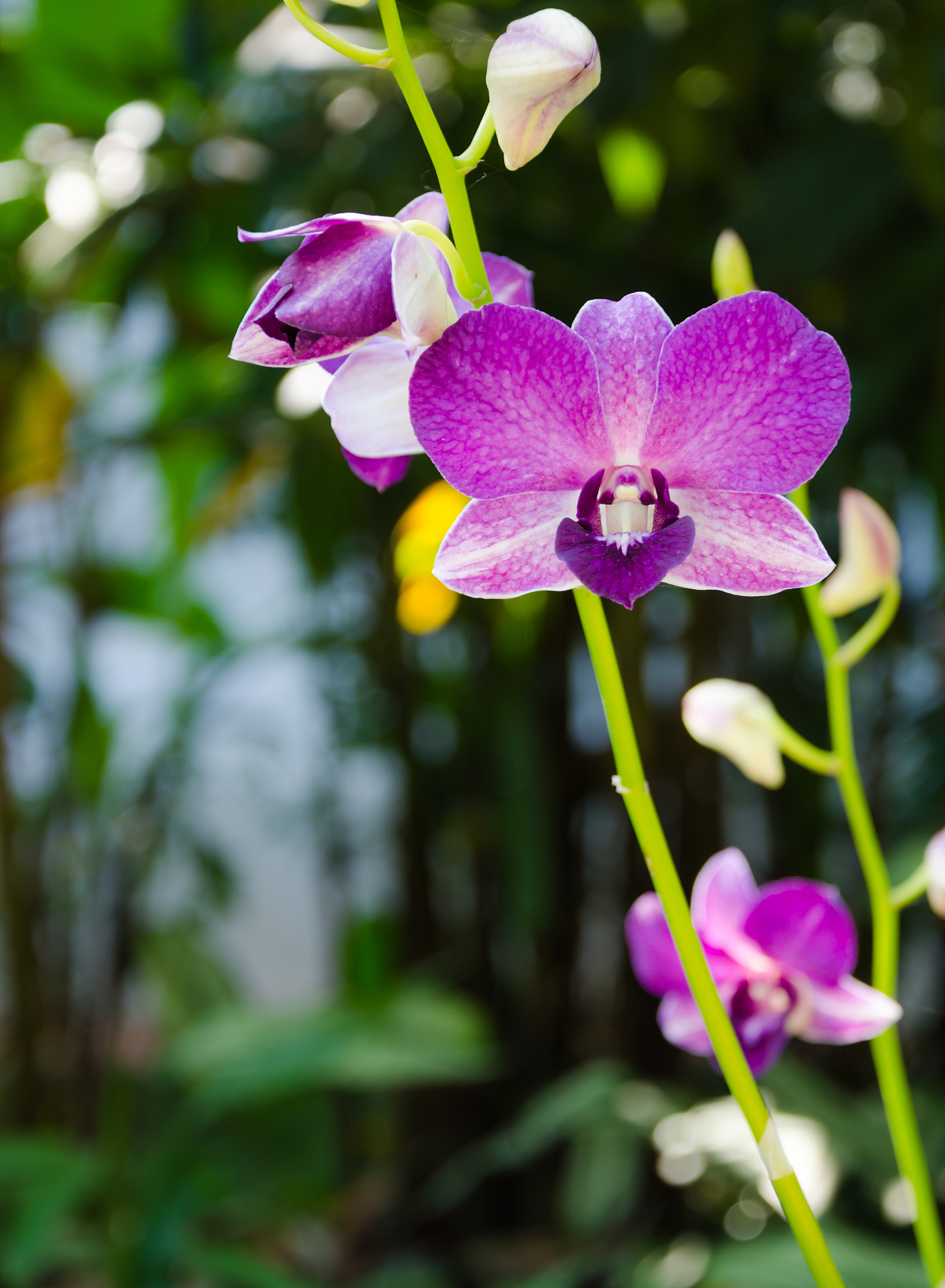 purple orchid