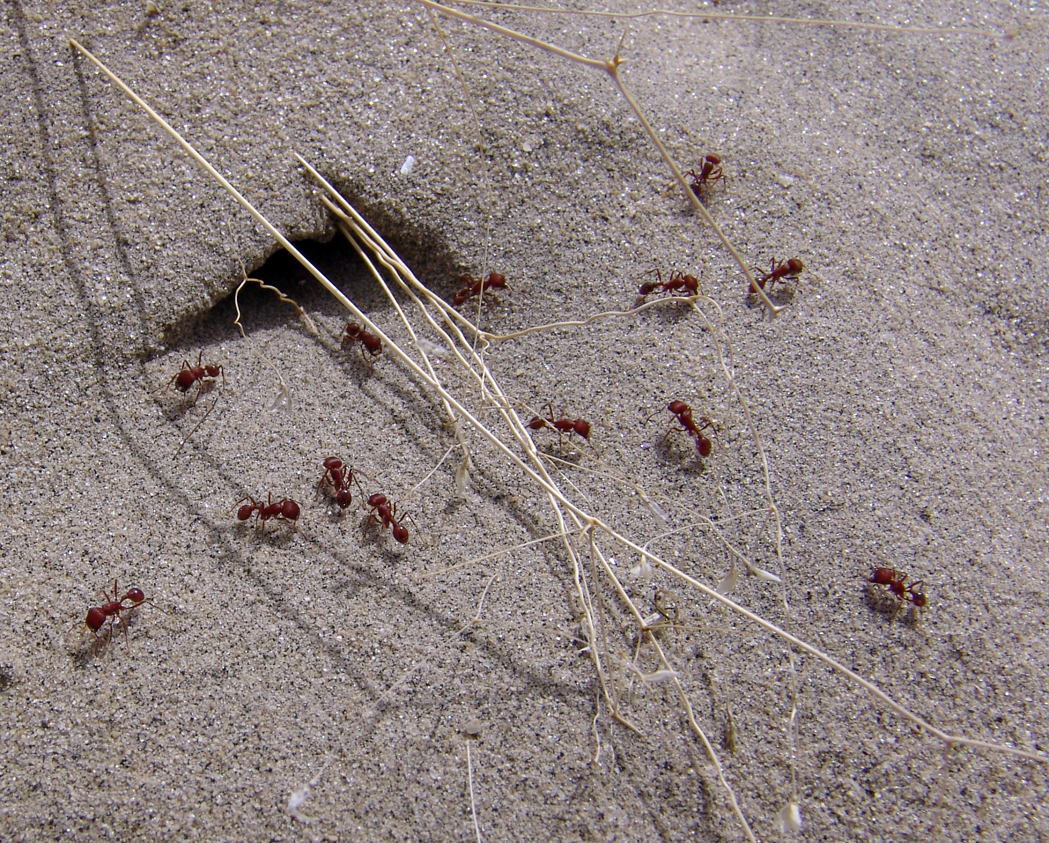 chatgptHello! How may I assist you today涌现是什么涌现是指一种集体行为即许多个体通过相互作用和协作形成出超出个体单独能力的新的、复杂的现象或结构。涌现可以在物理、化学、生物、社会等各个领域中出现。在社会学中涌现可以解释一些社会现象例如群体行为、组织行为和市场行为等。举个例子一个简单的例子是蚁群系统中的自组织行为。每只蚂蚁都只遵循简单的个体规则例如寻找食物并将