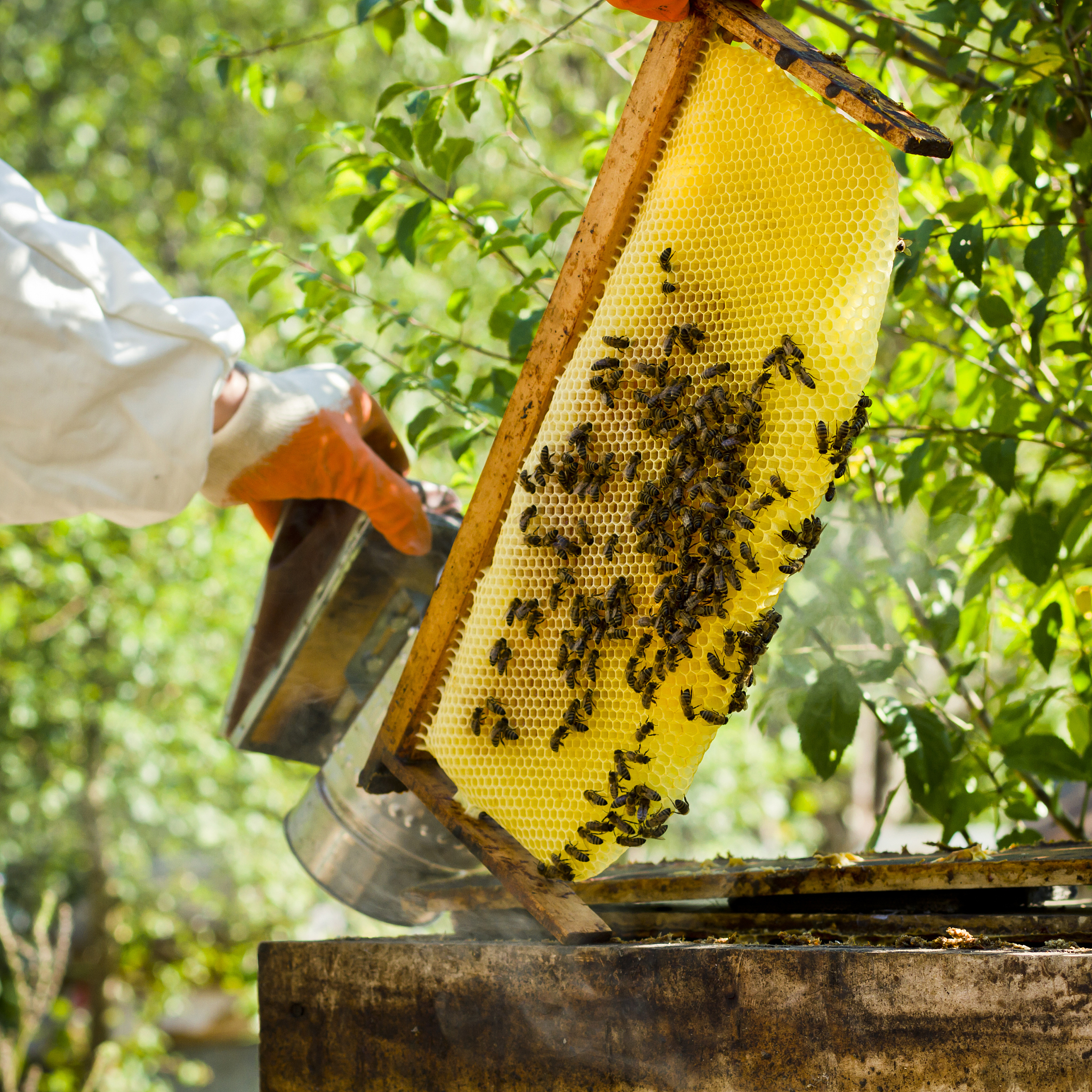 5个中国靠谱的蜂产品网站推荐