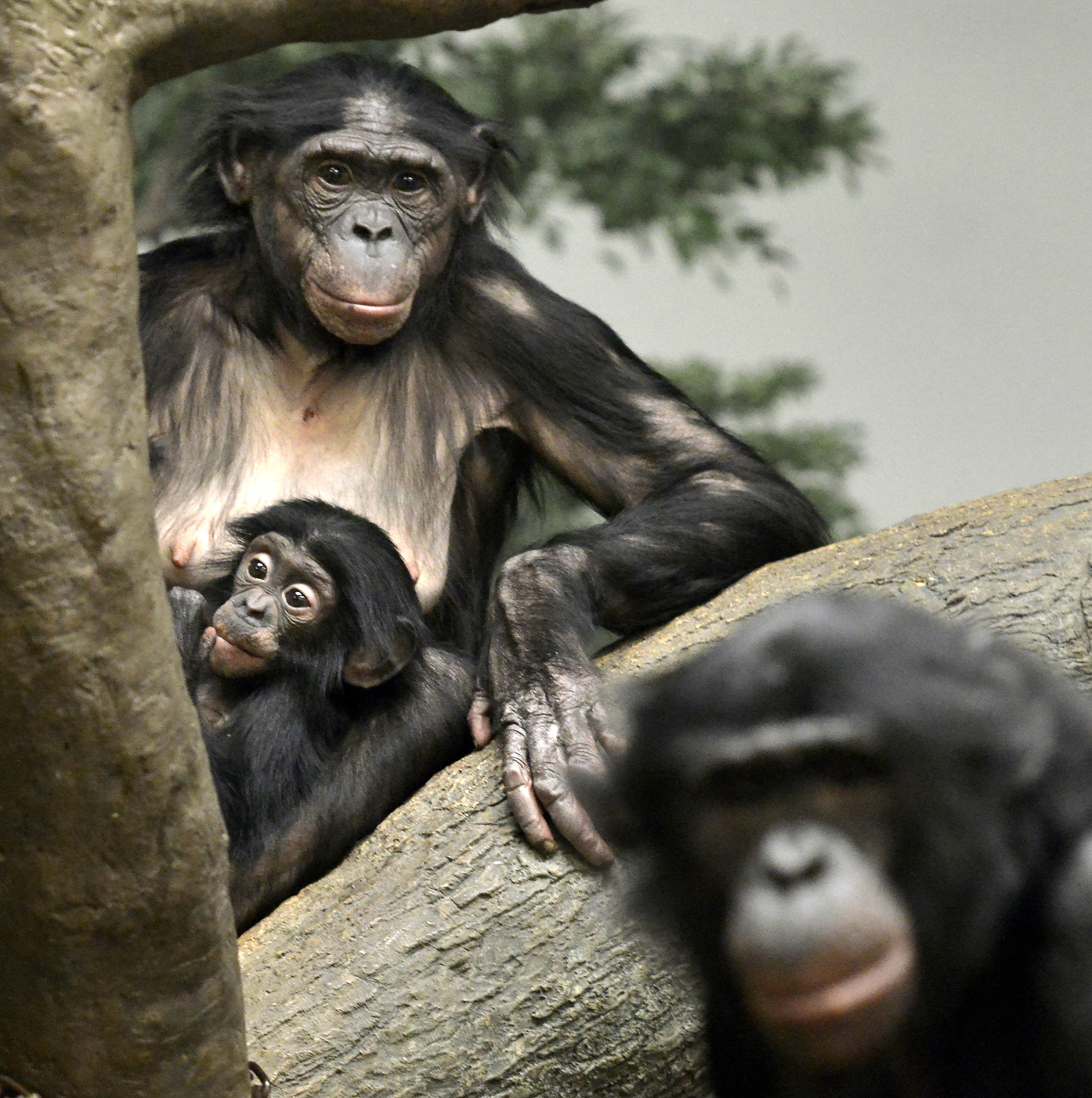 与人类同一生物学属的