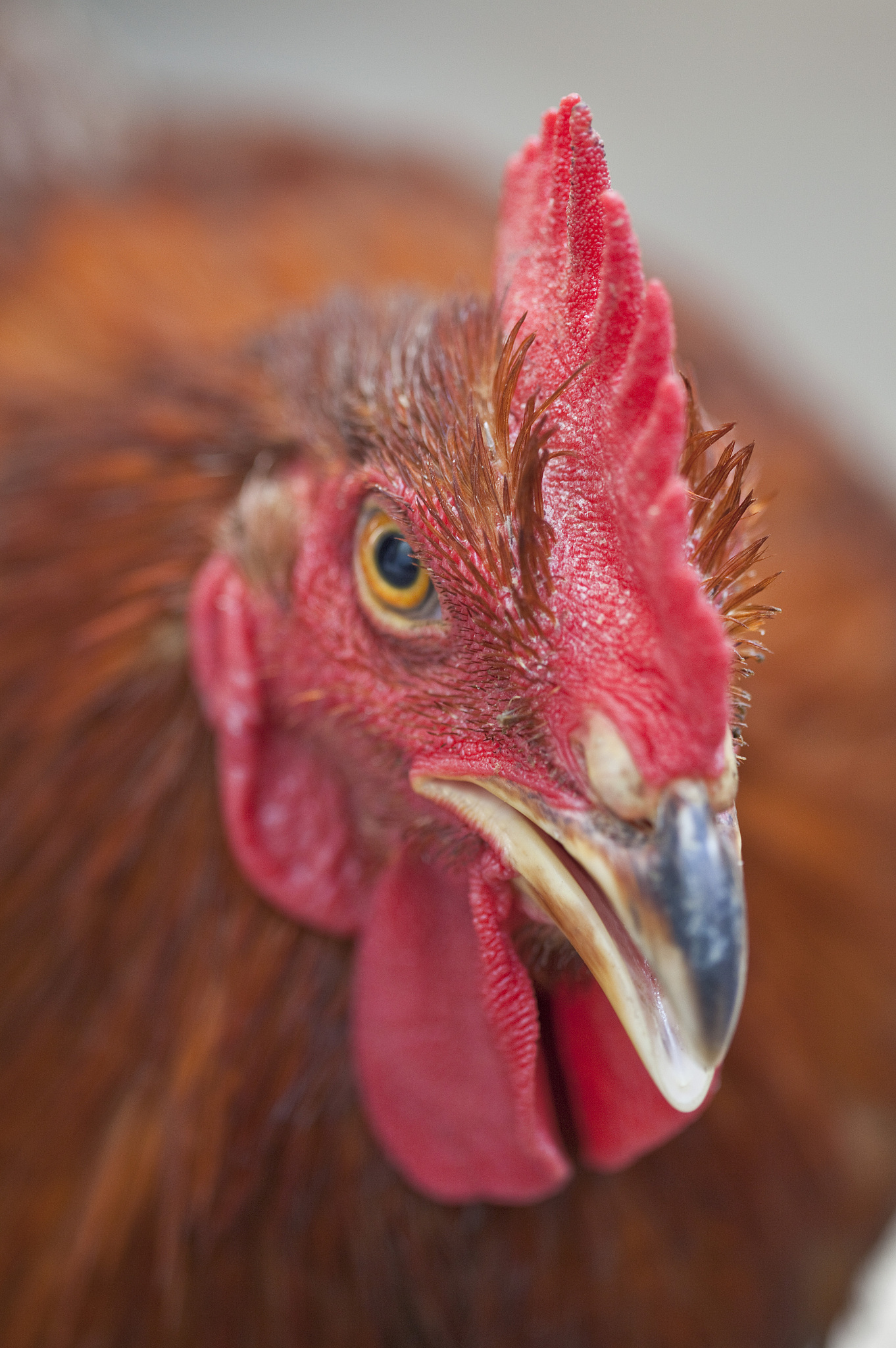 鸡的眼睛为什么有两个