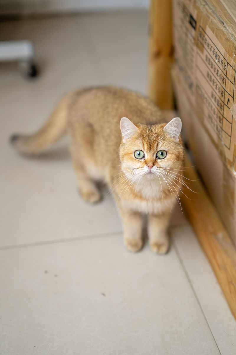 金渐层猫：品种介绍及特点