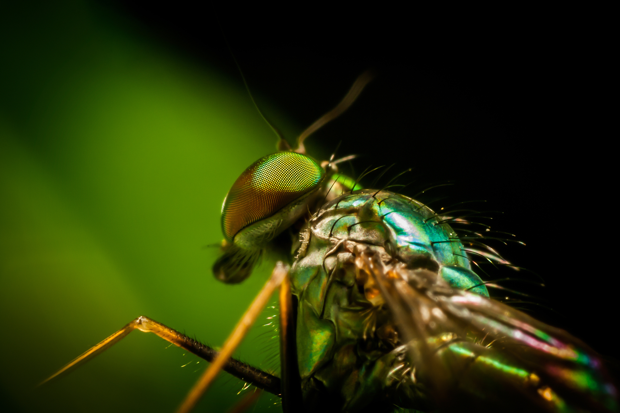 close-up of a fly