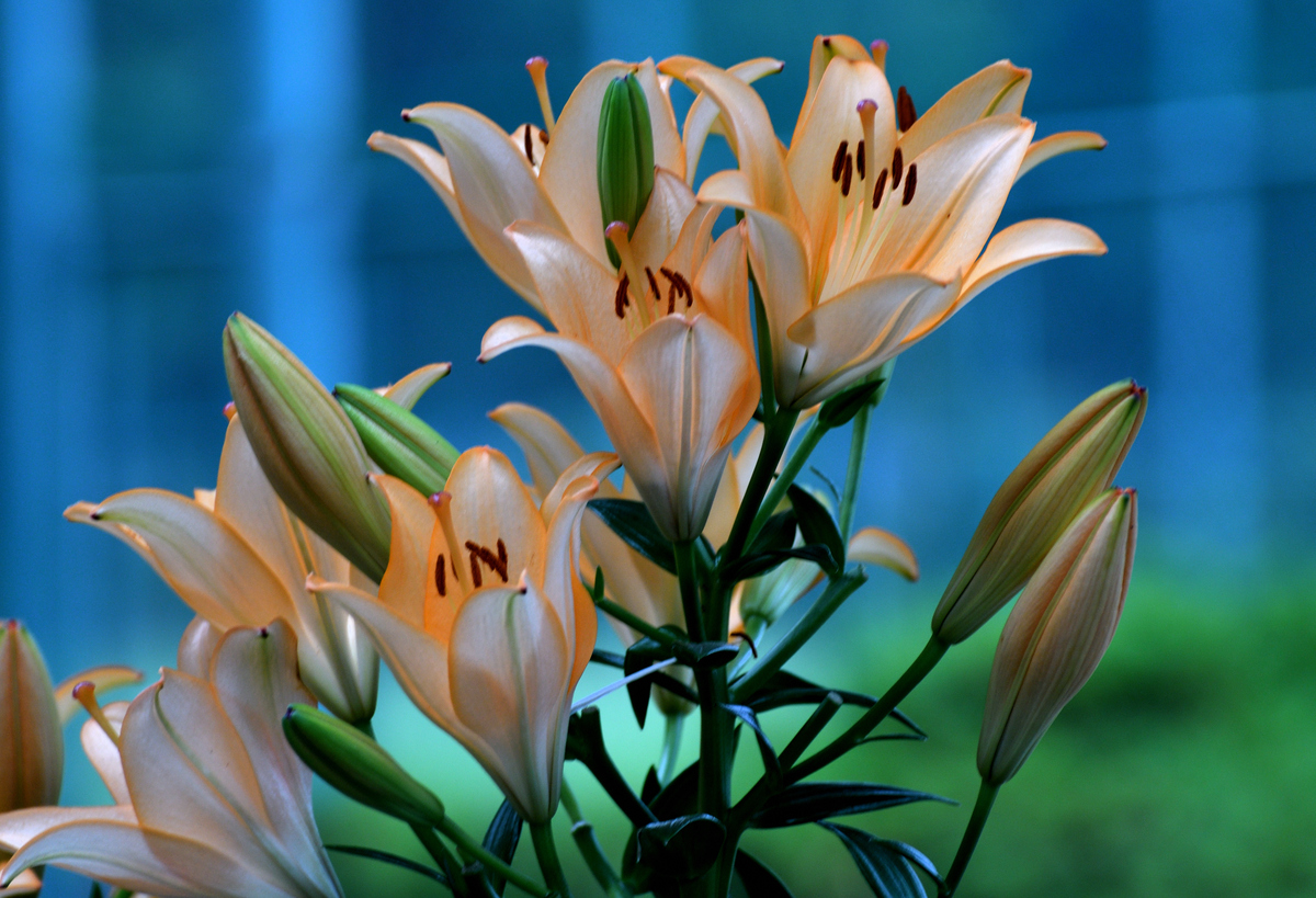香水百合养殖指南：打造芬芳花海的秘诀