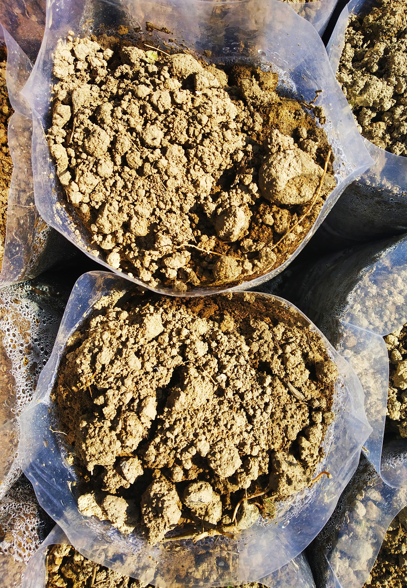 吉林农业大学热门专业推荐：农学、动物科学、食品科学等