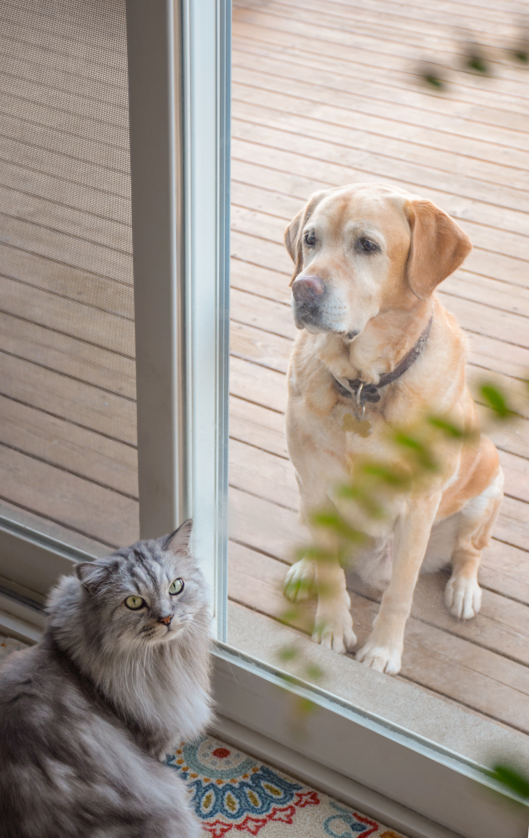 猫害怕狗还是狗害怕猫,浅谈猫狗恩怨情仇