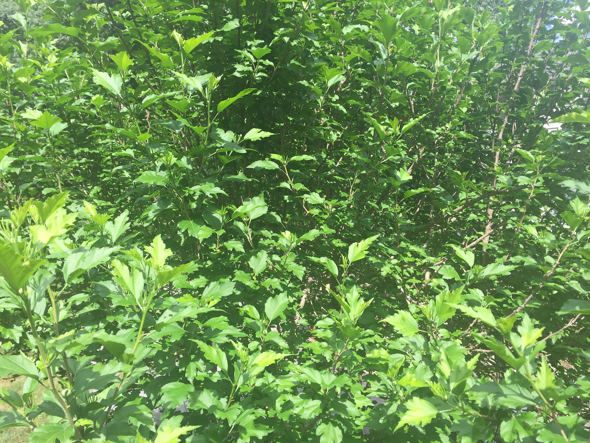 羊能天天吃杨树叶子吗？科学喂养羊的秘诀