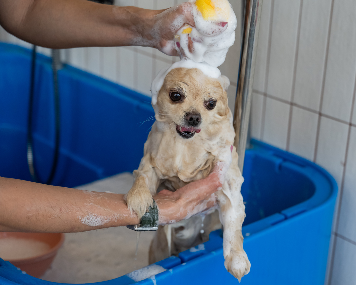 如何给宠物狗洗澡：详细步骤和建议
