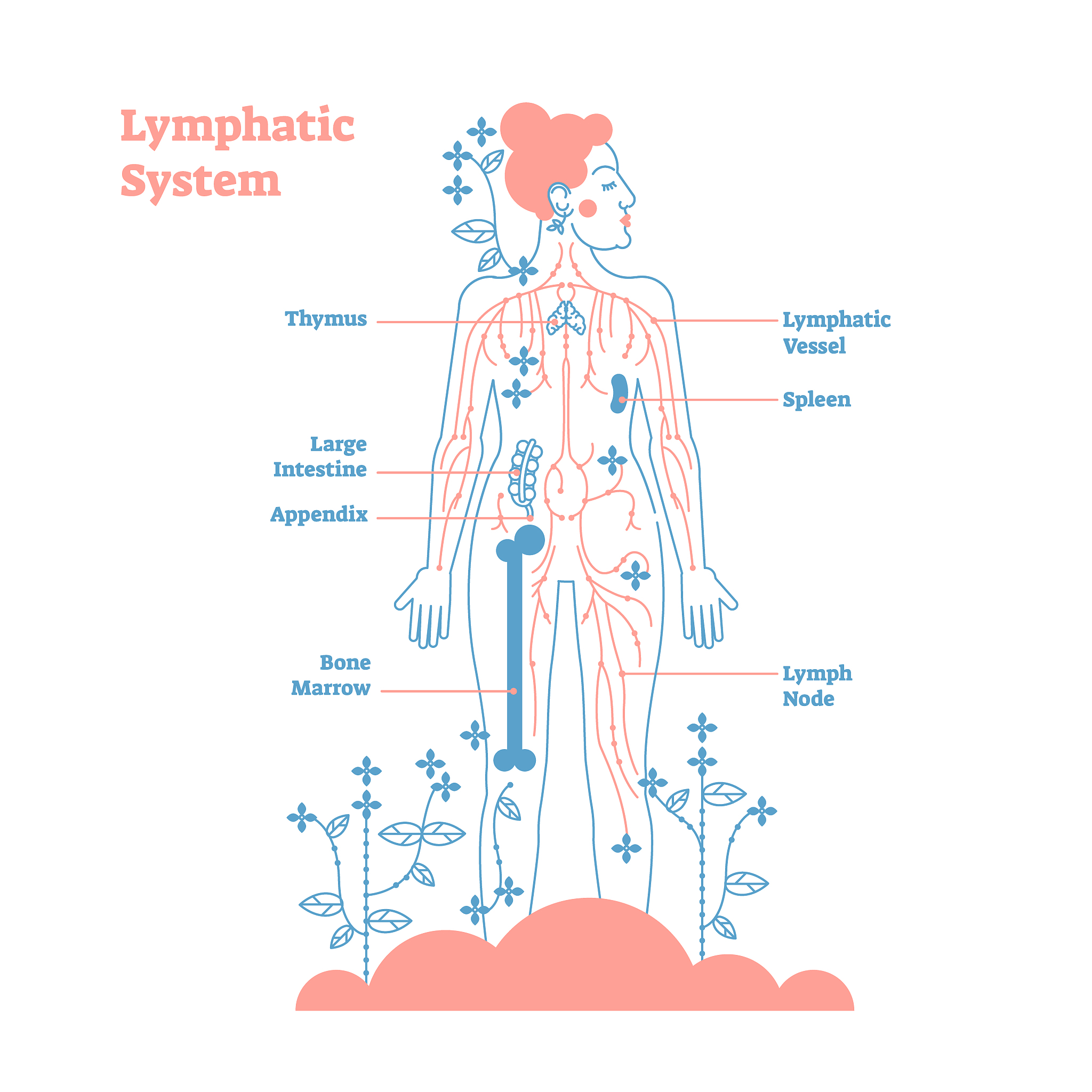锁骨上淋巴结：颈部淋巴结的一部分