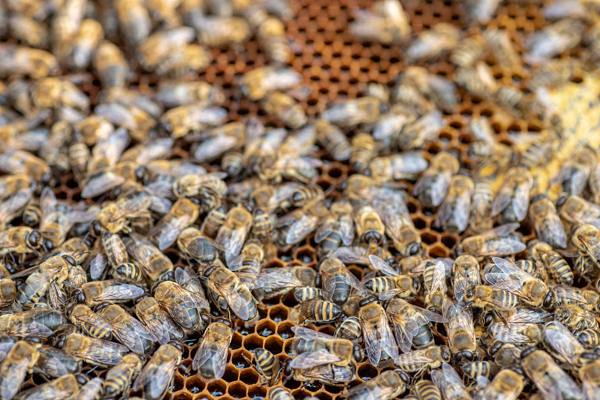 吕雄蜂这个名字怎么样？详细解析，探究其文化背景、音韵美感和命名理念