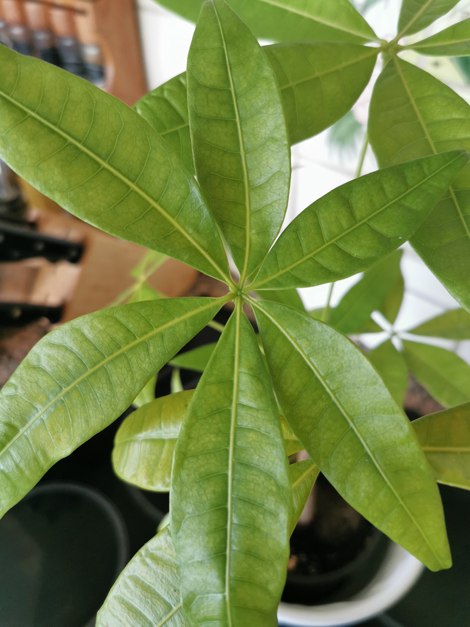 umbrella plant