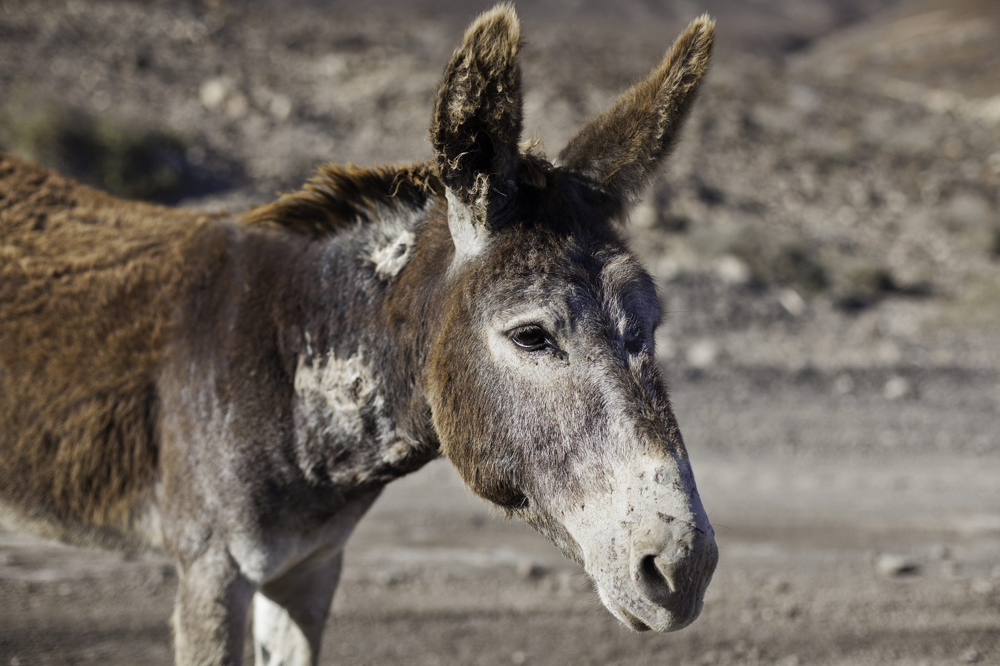 donkey