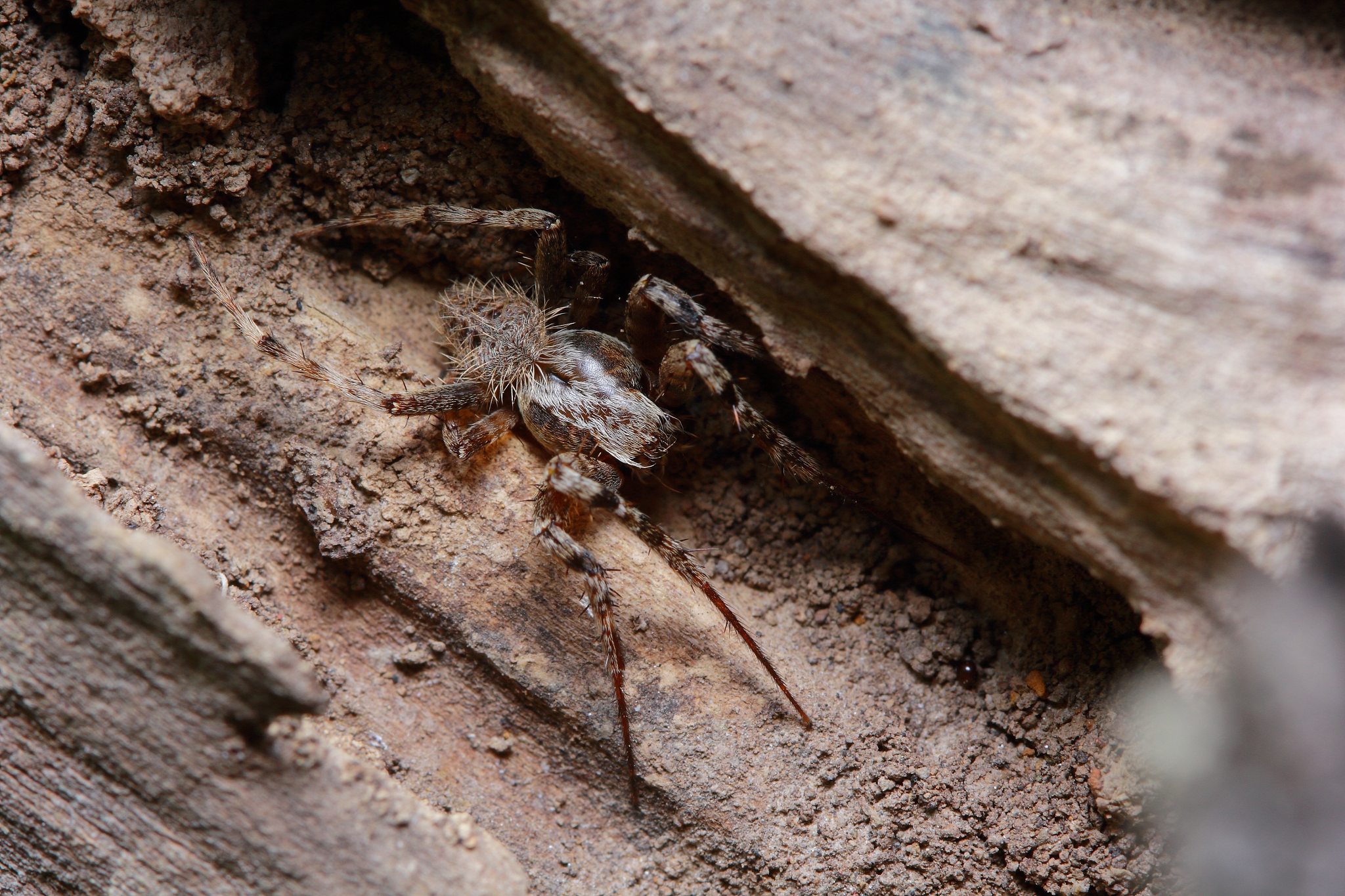 pantropical jumping spider in a thailand garden.