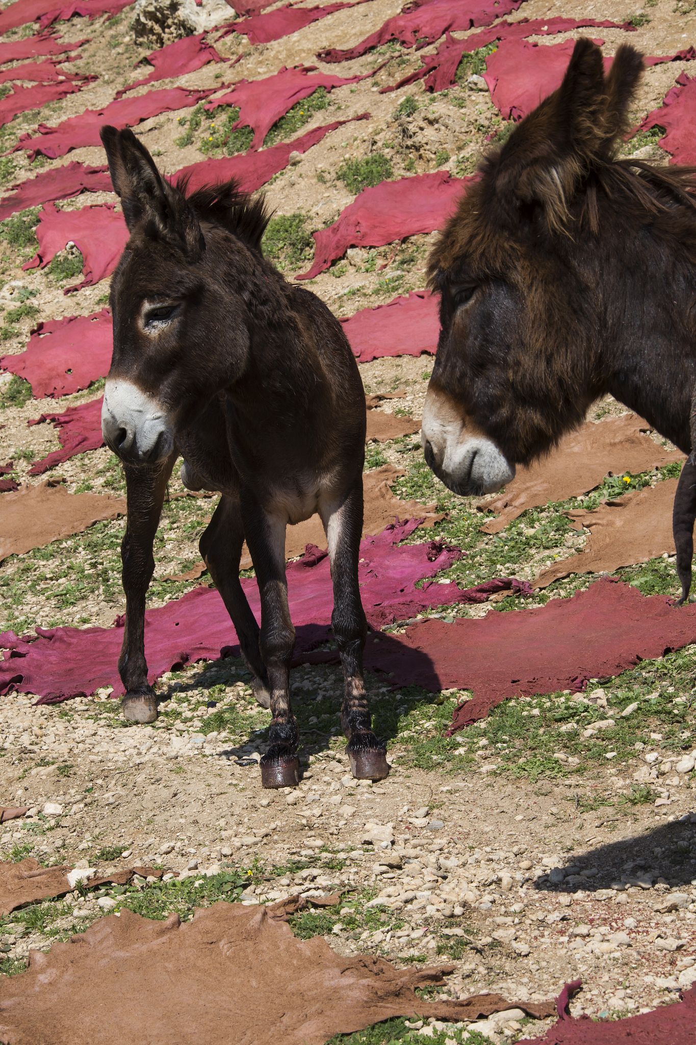 two donkeys from morocco