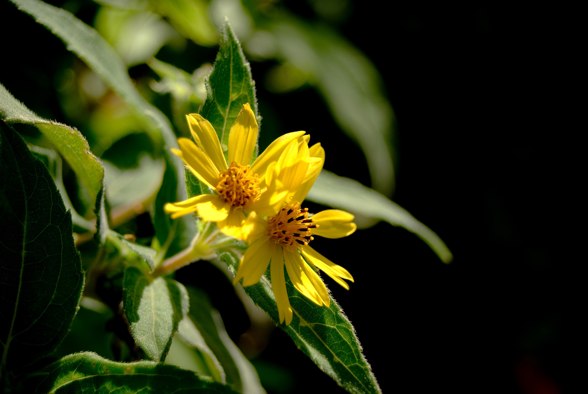 光合作用是植物生理代谢过程中最重要的基础代谢为植物的整个生长过程提供有机物、CO2等物质是植物产量形成的重要物质基础。改写一下
