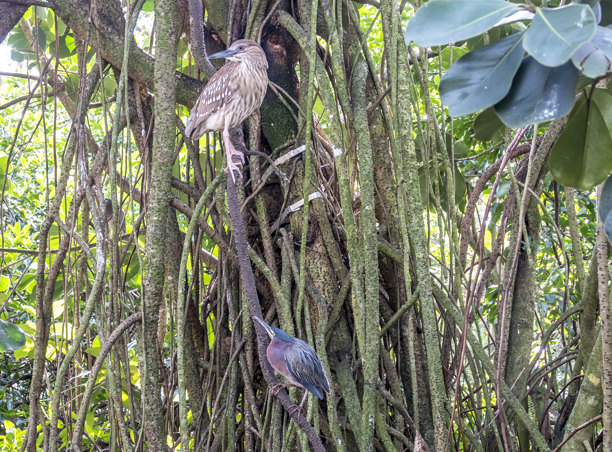 Ill give you a paragraph make it more comprehensive with more wordsThe paragraph will be as followsPlaceOur events will take place in wilderness parks bird habitats and botanical gardens which will pr