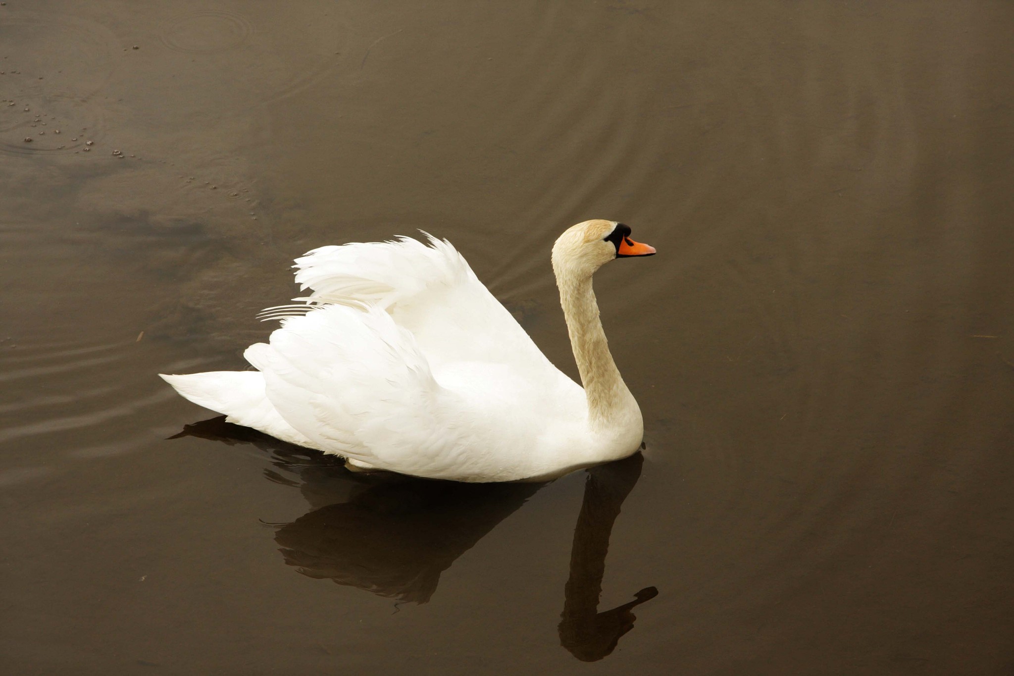 白鹅运用什么写作手法