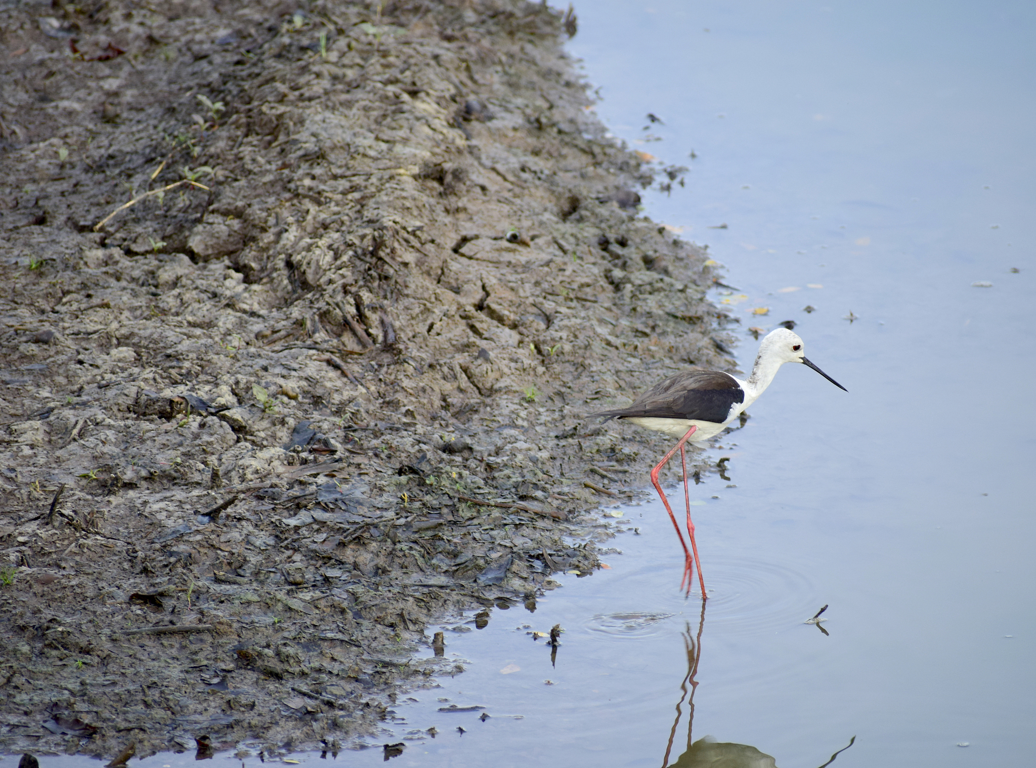 改写这篇文章 一、初春钓鲤鱼用什么饵料最好鲤鱼是经常作为垂钓对象的一种鱼初春时就可以垂钓鲤鱼而且此时比冬季垂钓鲤鱼效果更好一些。不过初春时水温还没有完全稳定有时候会有突然的降温所以此时若是垂钓鲤鱼尽量准备味道大一些的也就是比较容易将鲤鱼吸引过来的饵料。具体来看垂钓鲤鱼可以使用的饵料很多自己就可以制作很多若有时间的话可以尝试自己制作一些。自己制作饵料的配方是比较多的。常用的有黄豆玉米饵就是将黄豆面