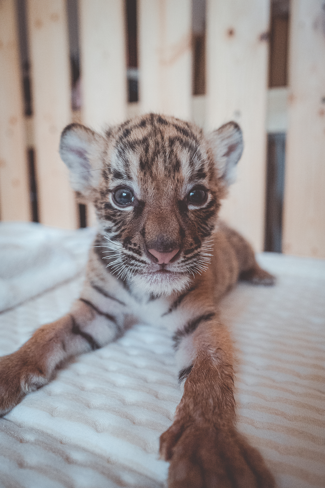 萌宠呈祥手游更新日志