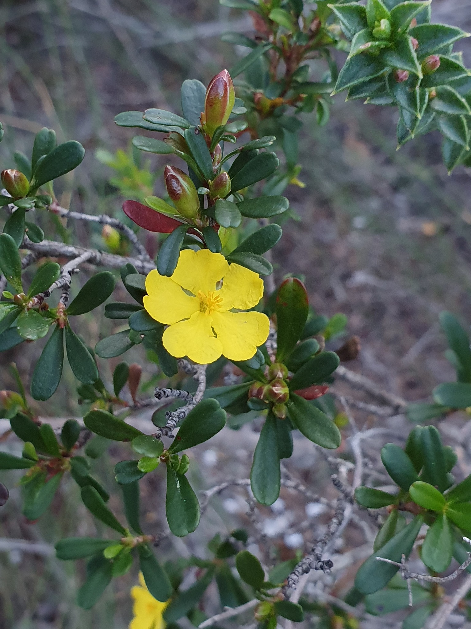 保护野生植物，共建美好家园：投票选出你最喜欢的植物