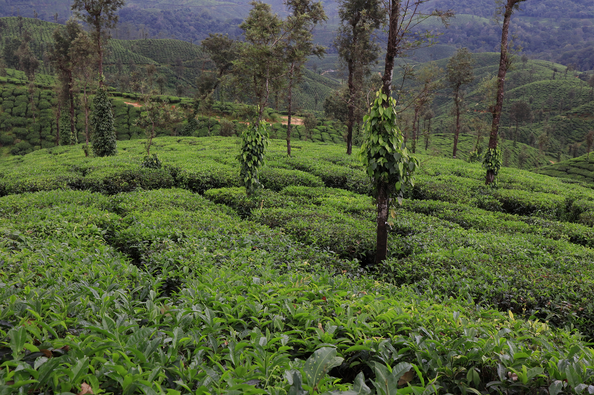 beautiful tea plantations in the western ghats of south india.