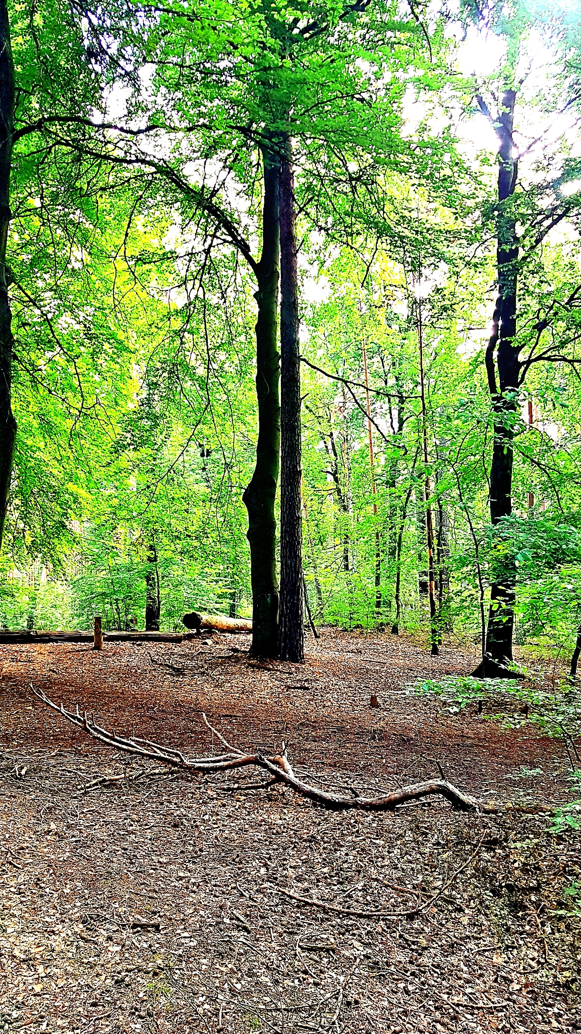 森林树木的平均生长年龄最低是多少