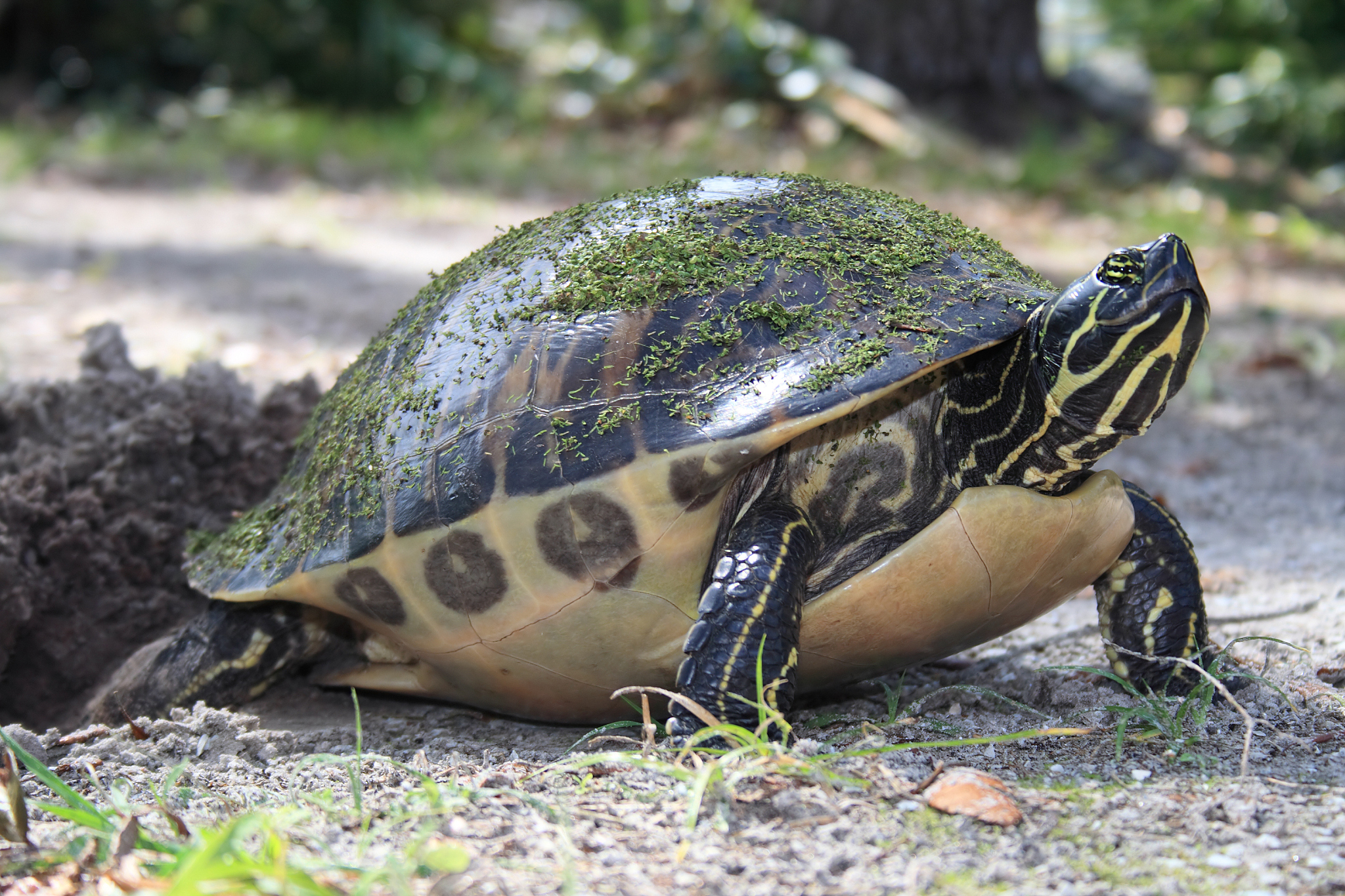 turtle laying eggs in sand