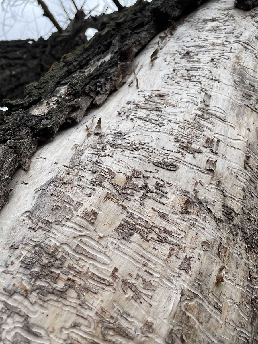 子洲县富发农业科技有限公司黄芪产品市场营销策略优化研究结论