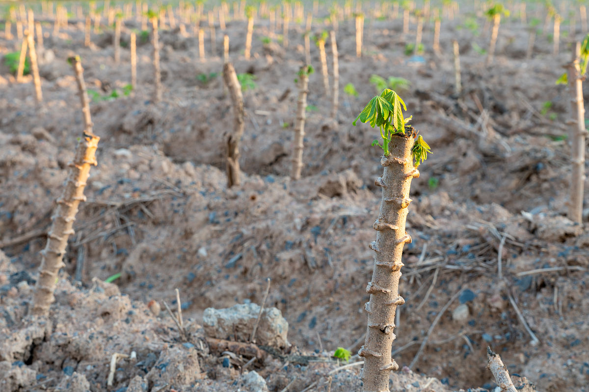 曲靖农业学校2019年五年制高职报名咨询方式