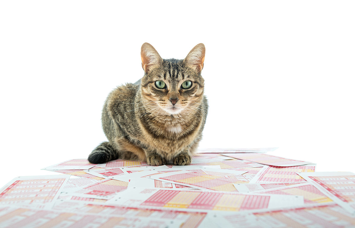 彩票的猫